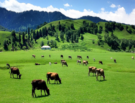 南山牧場(chǎng)